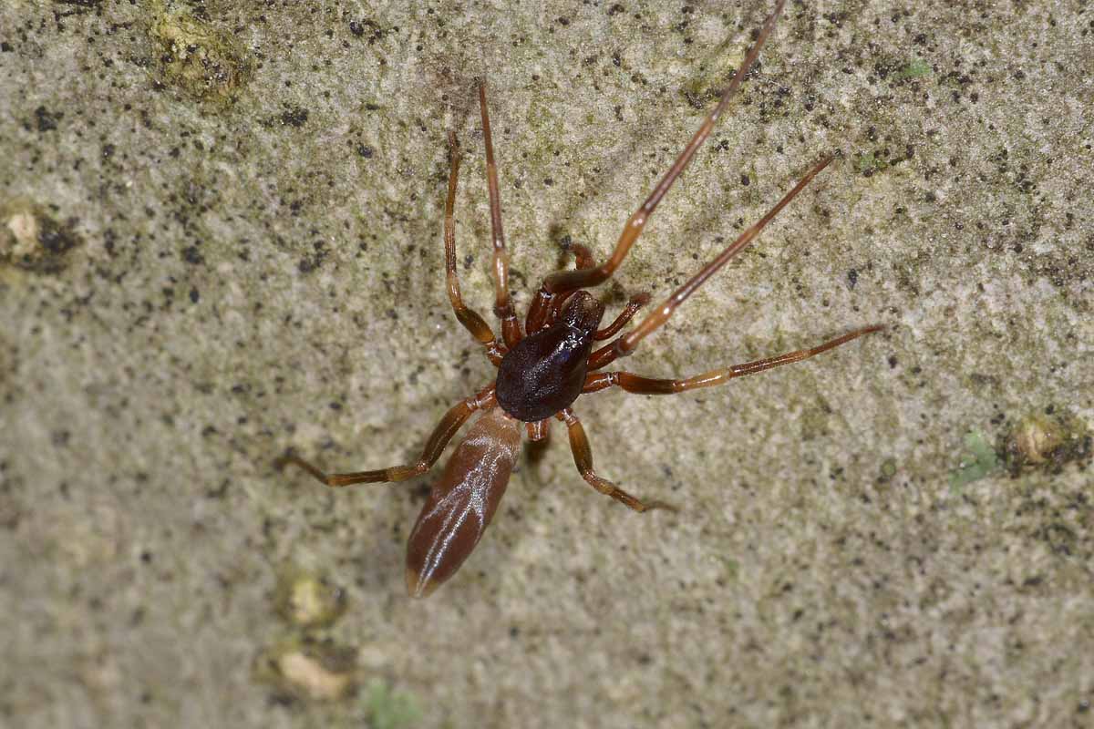 Harpactea sp. - Monte Cuneo, Avigliana (TO)